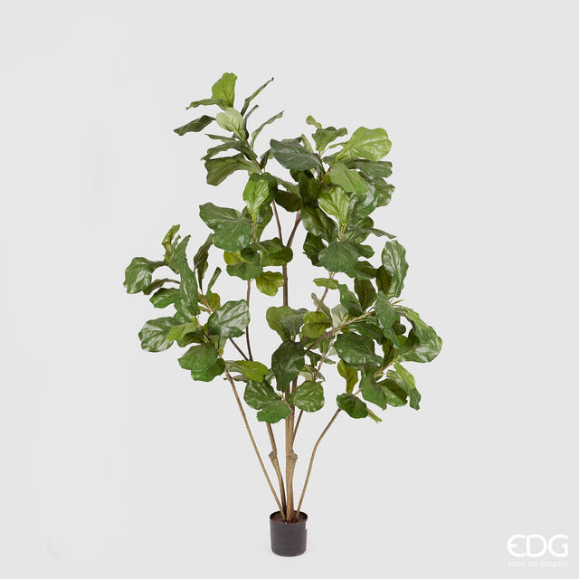 edg enzo de gasperi edg enzo de gasperi ficus lyrata con vaso h 152 cm green ean 8054184813583