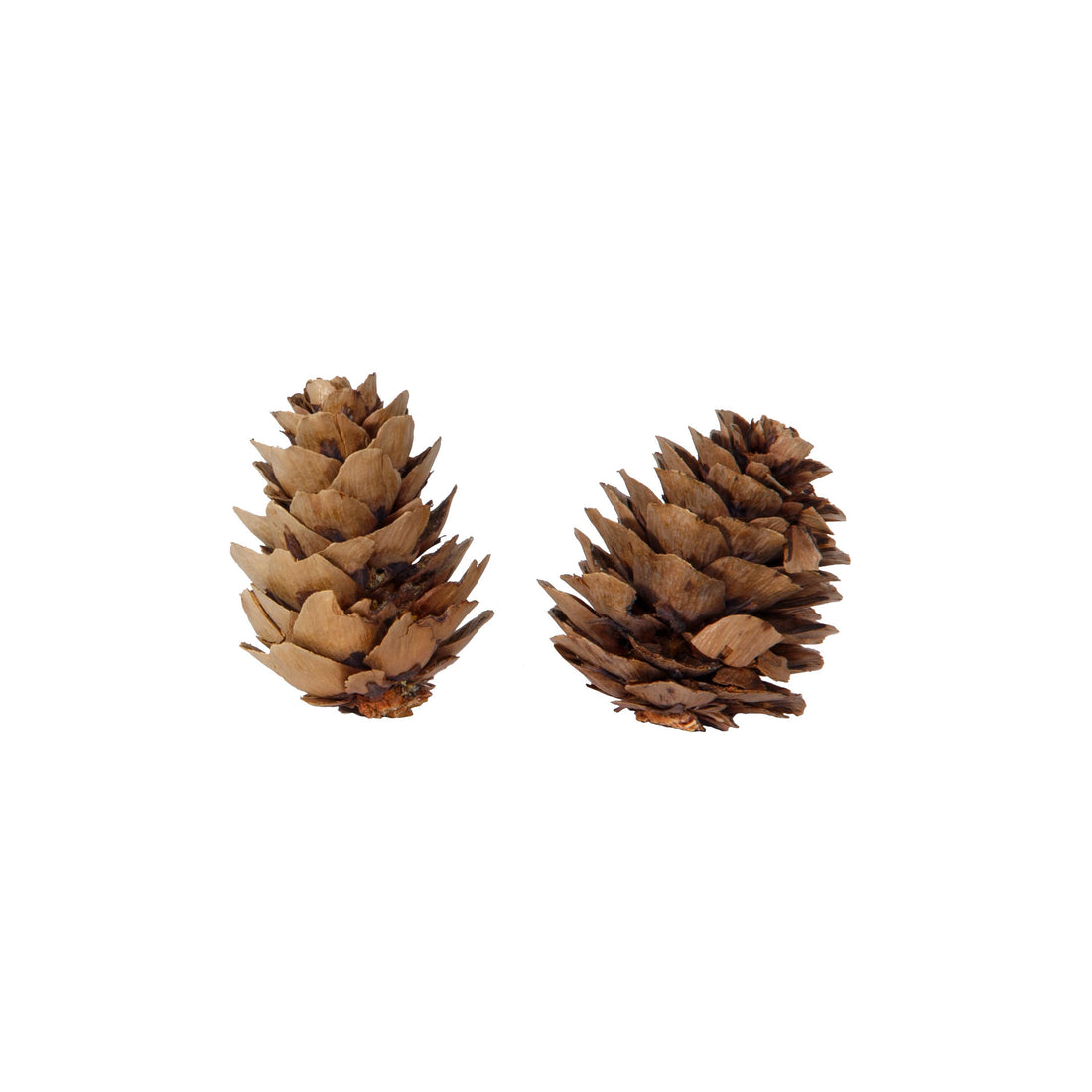 Piovaccari Box of 50 Natural Pine Cones Ø4 cm – Decorative Pine Cones for Christmas Trees, Christmas Decorations, Centrepieces and DIY