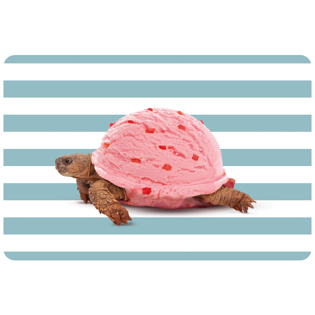 WD LifeStyle Double-Sided Placemat 43 x 30 cm PVC Turtle Design