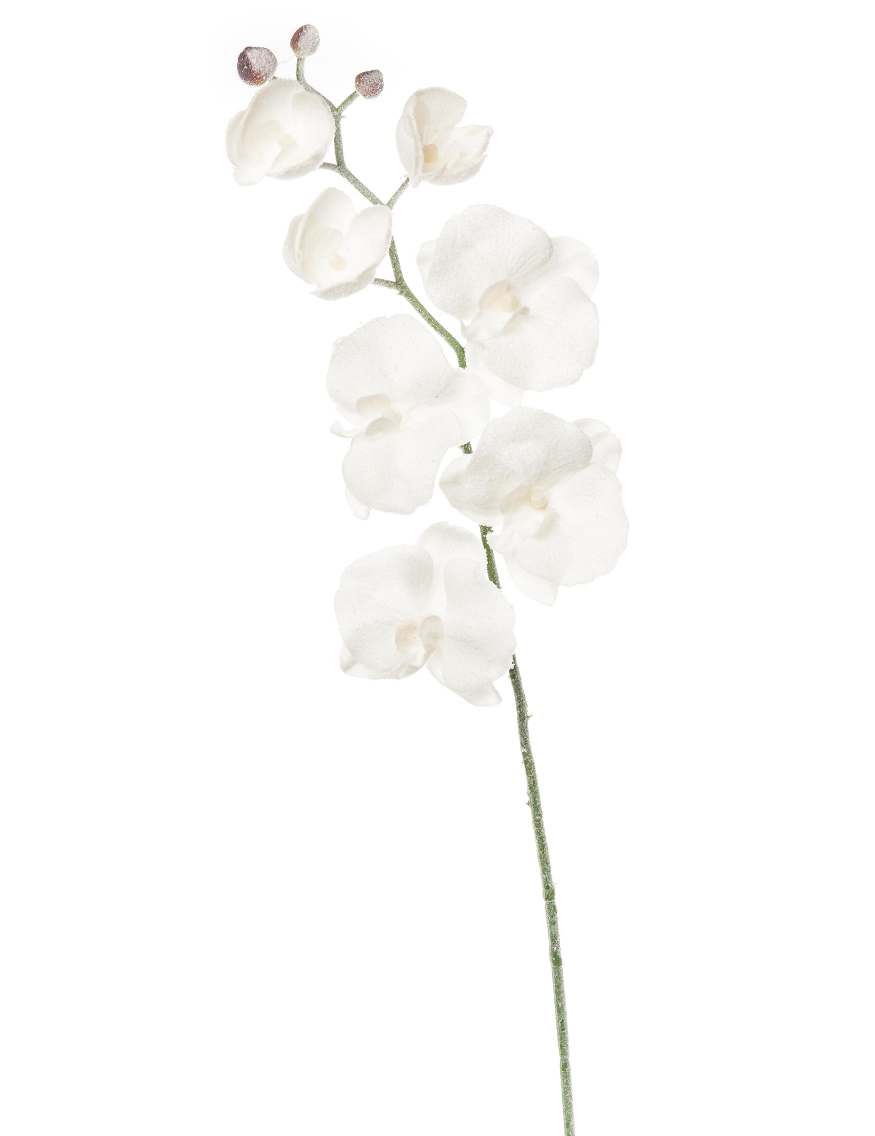 immagine-1-arpimex-orchidea-phalaenopsis-innevata-70-cm-bianco-ean-8018318350832