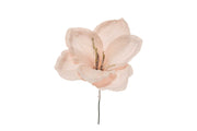 ARPIMEX Pick Amaryllis Snowy Christmas 23 Cm Powder