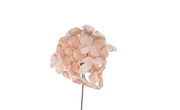 ARPIMEX Pick Snowy Hydrangea 19 Cm Powder