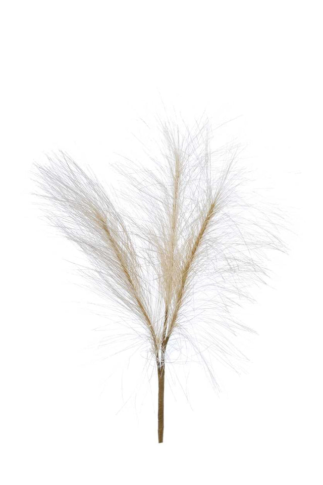 immagine-1-arpimex-pick-pennisetum-x-3-h-30-cm-natural-ean-8018318524516