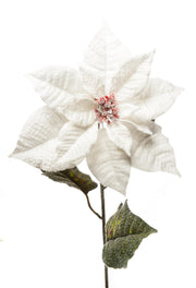 ARPIMEX Poinsettia Christmas Star Snowy H 80 Cm White