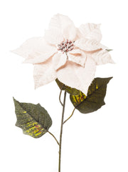 ARPIMEX Poinsettia Christmas Star Snowy H 80 Cm Powder