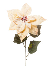ARPIMEX Poinsettia Christmas Star Snowy H 80 Cm Honey