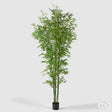 immagine-1-edg-enzo-de-gasperi-bamboo-con-vaso-h-240-cm-colore-verde-ean-8059824387165