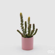 edg enzo de gasperi edg enzo de gasperi crassula con vaso in ceramica h 25 cm d 8 cm verde rosa pianta artificiale succulenta decorativa design moderno ean 8059824123923