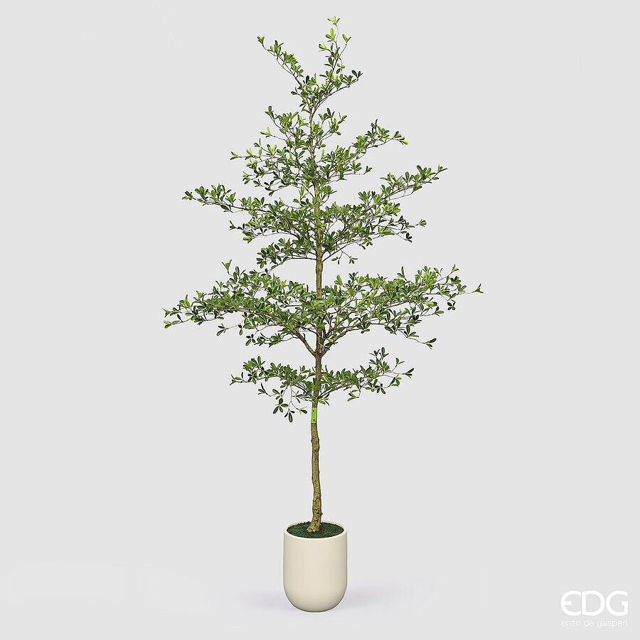 edg enzo de gasperi edg enzo de gasperi pianta artificiale bucida buceras vogue con vaso h 300 cm pianta decorativa realistica design moderno ean 8059824655097
