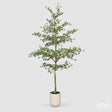 edg enzo de gasperi edg enzo de gasperi pianta artificiale bucida buceras vogue con vaso h 300 cm pianta decorativa realistica design moderno ean 8059824655097