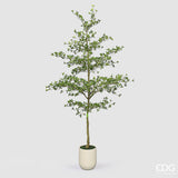 edg enzo de gasperi edg enzo de gasperi pianta artificiale bucida buceras vogue con vaso h 300 cm pianta decorativa realistica design moderno ean 8059824655097