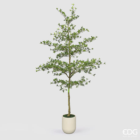 edg enzo de gasperi edg enzo de gasperi pianta artificiale bucida buceras vogue con vaso h 300 cm pianta decorativa realistica design moderno ean 8059824655097