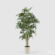 edg enzo de gasperi edg enzo de gasperi pianta artificiale ficus beniamino vogue con vaso h210 cm pianta decorativa realistica design moderno ean 8059824655059