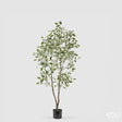 edg enzo de gasperi edg enzo de gasperi pianta artificiale ficus vogue con vaso h 150 cm pianta decorativa realistica design moderno ean 8059824655264