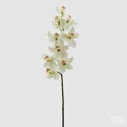EDG Enzo De Gasperi Cymbidium Orchid H 90 Cm White Green