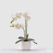 EDG Enzo De Gasperi Orchid Phalaenopsis Real 2 Branches H 53 Cm White