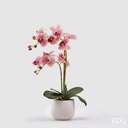 EDG Enzo De Gasperi Orchid Phalaenopsis Real 2 Branches H 53 Cm Pink