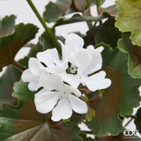 edg enzo de gasperi edg enzo de gasperi bouganvillea cespuglio x5 con foglie anti uv pianta artificiale h 40 cm bianco ean 8059824658036