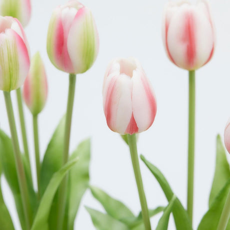 edg enzo de gasperi edg enzo de gasperi bouquet di 5 tulipani chiusi gomma olis ass h 40 cm bianco o rosa 1 pz ean 8059824081803