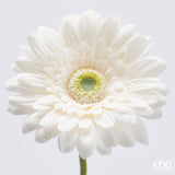 edg enzo de gasperi edg enzo de gasperi gerbera ramo ass h 60 cm d 12 cm pianta artificiale bianco 1 pz ean 8059824456984