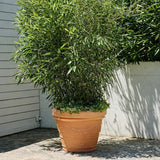 teraplast teraplast vaso festonato 60 resina anticato ean 8033844525035