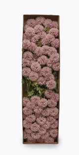 edg enzo de gasperi edg enzo de gasperi dalia ponpon bliss 3 rami h 65 cm mauve ean 8059824960146