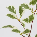 edg enzo de gasperi edg enzo de gasperi ficus benjiamin rex ass h 73 cm pianta artificiale bianco verde 1 pz ean 8059824231628