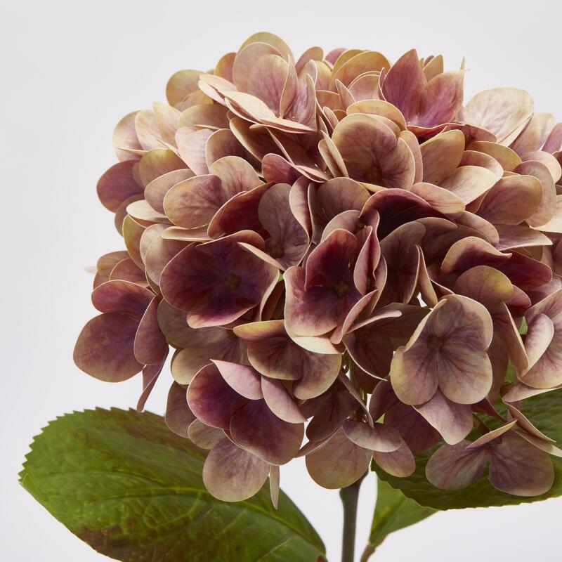 edg enzo de gasperi edg enzo de gasperi ortensia real touch con foglie ass h 60 cm rosa antico 1 pz ean 8059824379931