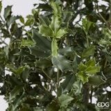 edg enzo de gasperi edg enzo de gasperi pianta artificiale agrifoglio h 188 cm con vaso anti uv verde per interno ed esterno ean 8059824655318