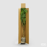 edg enzo de gasperi edg enzo de gasperi ficus beniamino vogue con vaso pianta artificiale h 100 cm verde ean 8059824607355