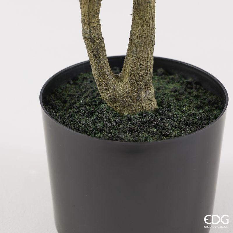 edg enzo de gasperi edg enzo de gasperi pianta artificiale ficus vogue con vaso h120 cm pianta decorativa realistica design moderno ean 8059824655196