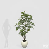 edg enzo de gasperi edg enzo de gasperi aralia vogue con vaso pianta artificiale h 230 cm verde ean 8059824607362