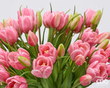 edg enzo de gasperi edg enzo de gasperi bouquete tulipano chiuso x4 h 40 cm con bocciolo rosa scuro ean 8059824612809