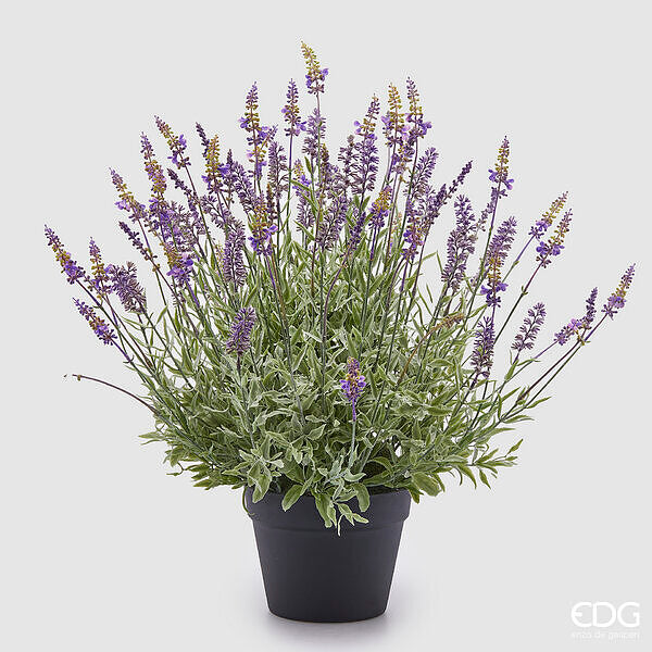 immagine-1-edg-enzo-de-gasperi-lavanda-con-foglie-con-vaso-h-60-d-60-c4-lavender