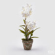 immagine-1-edg-enzo-de-gasperi-orchidea-dendrobium-x2-cvaso-h50-c2-white