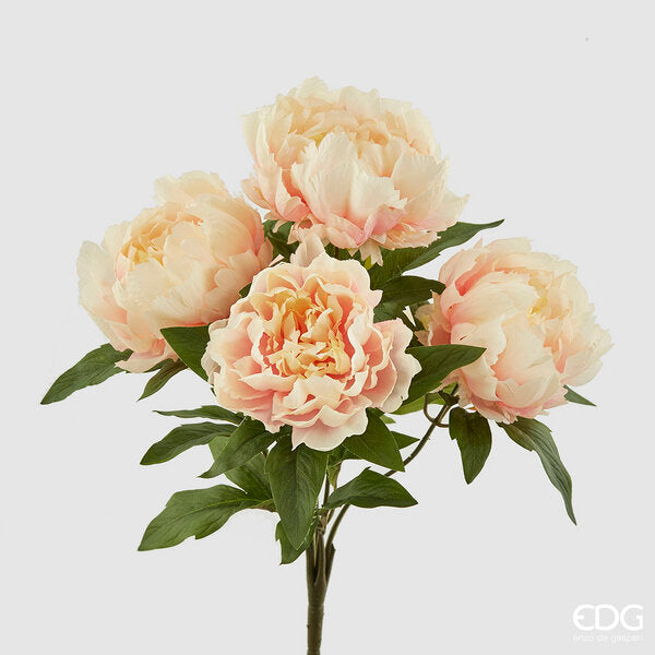 immagine-1-edg-enzo-de-gasperi-peonia-cespuglio-x5-h48-b7-pink-cream