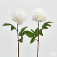 immagine-1-edg-enzo-de-gasperi-peonia-olis-ramo-x1-2colass-h65-c0-white