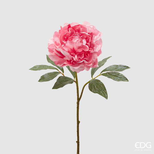 immagine-1-edg-enzo-de-gasperi-peonia-royal-h57-c3-pale-pink