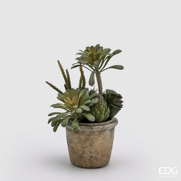 immagine-1-edg-enzo-de-gasperi-succulent-mix-cvaso-h25-c2-light-green